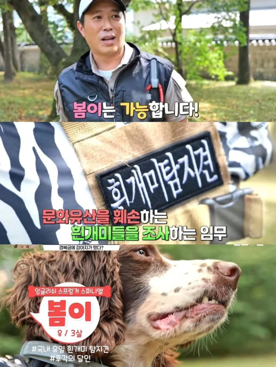 강아지 출입금지인 경복궁에 강아지 데려온 사람_3.webp