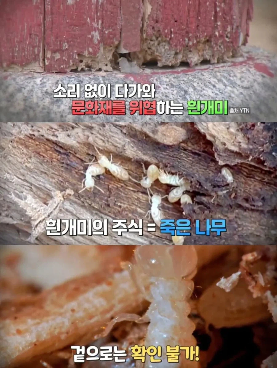 강아지 출입금지인 경복궁에 강아지 데려온 사람_4.webp