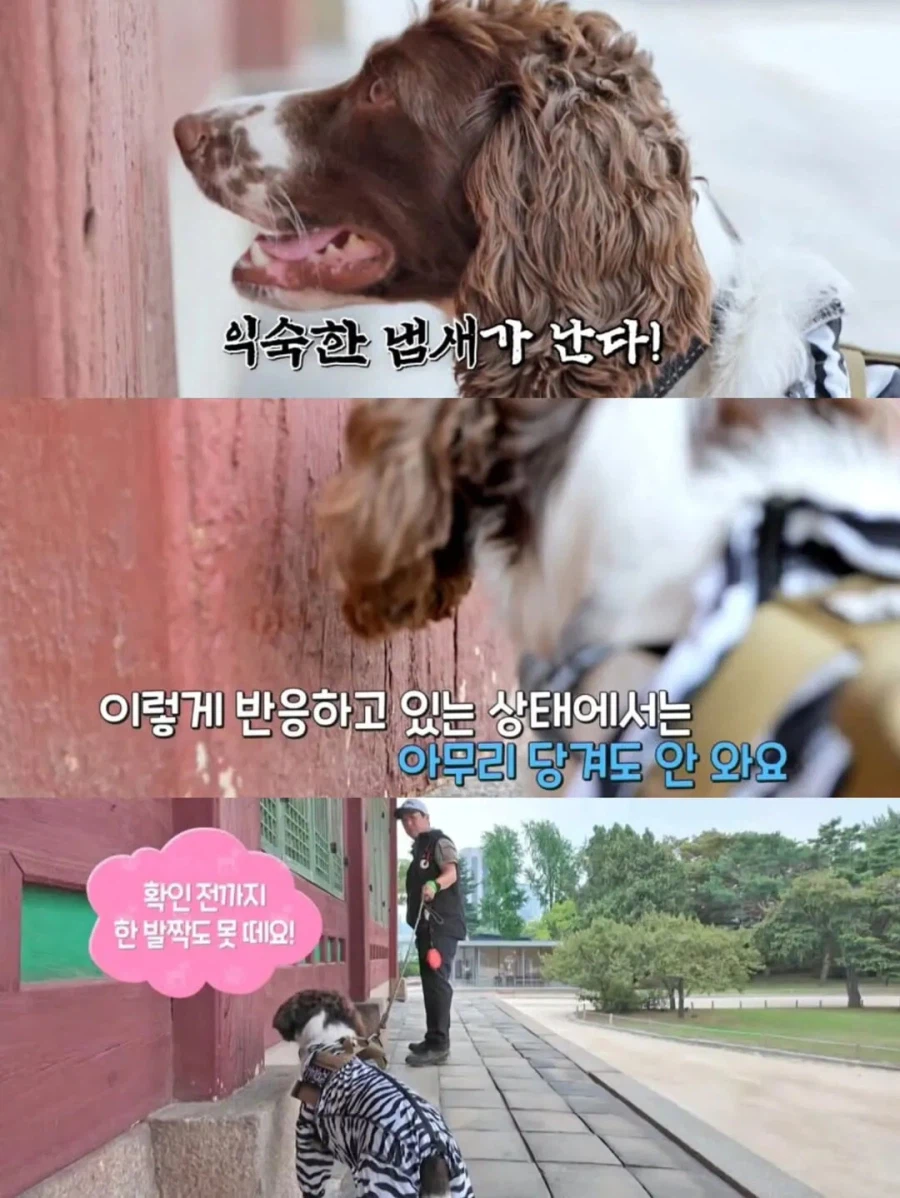 강아지 출입금지인 경복궁에 강아지 데려온 사람_6.webp