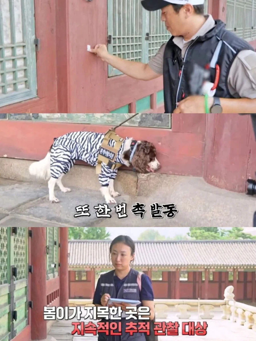 강아지 출입금지인 경복궁에 강아지 데려온 사람_7.webp
