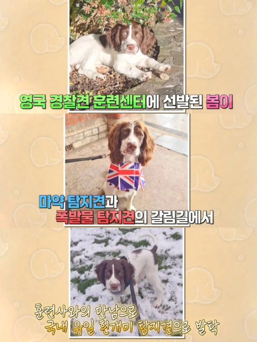 강아지 출입금지인 경복궁에 강아지 데려온 사람_10.webp