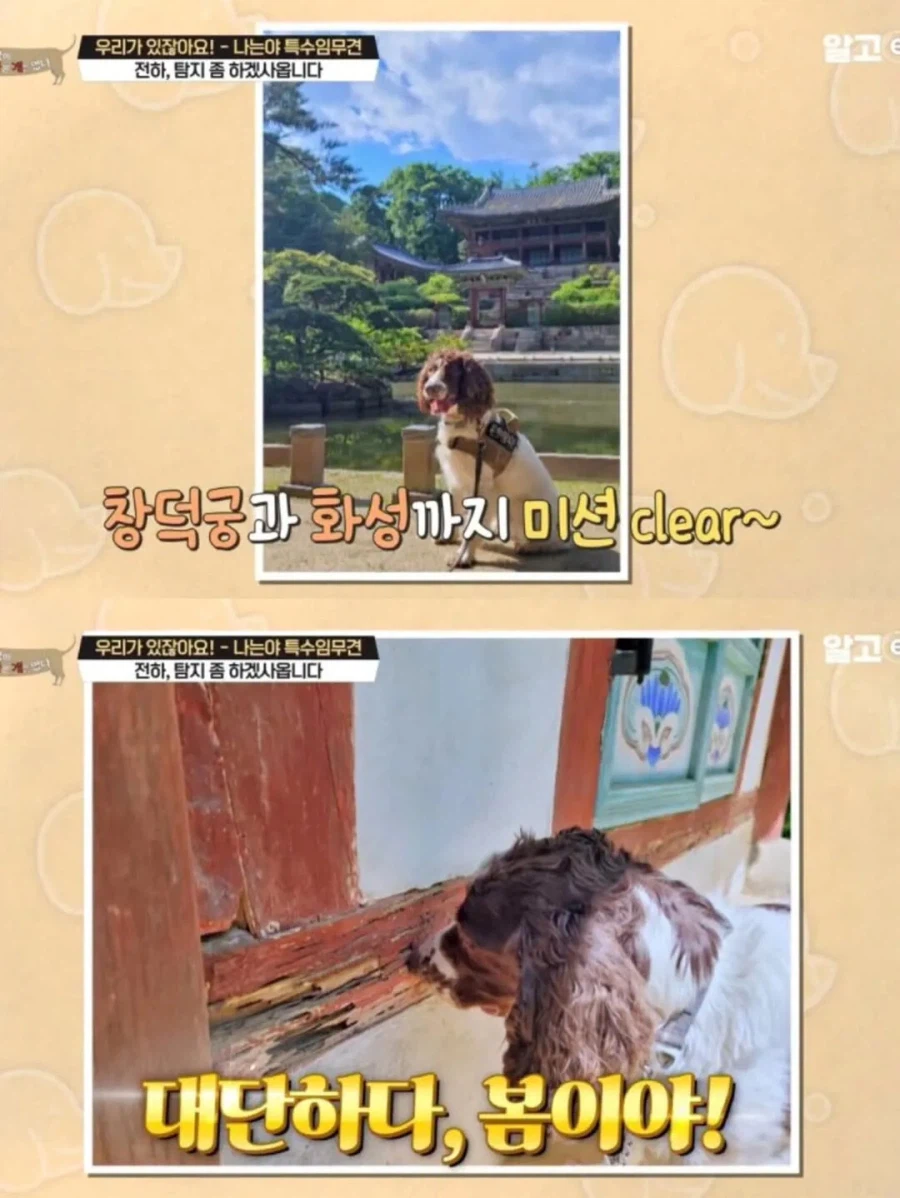 강아지 출입금지인 경복궁에 강아지 데려온 사람_13.webp