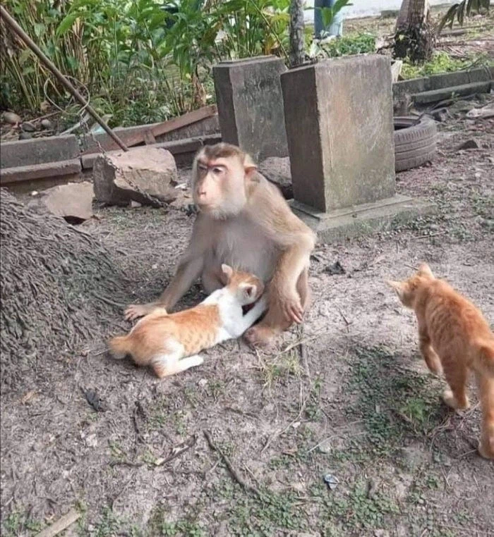 원숭이아저씨는 완전히 멘탈이 나가버렸습니다._1.webp