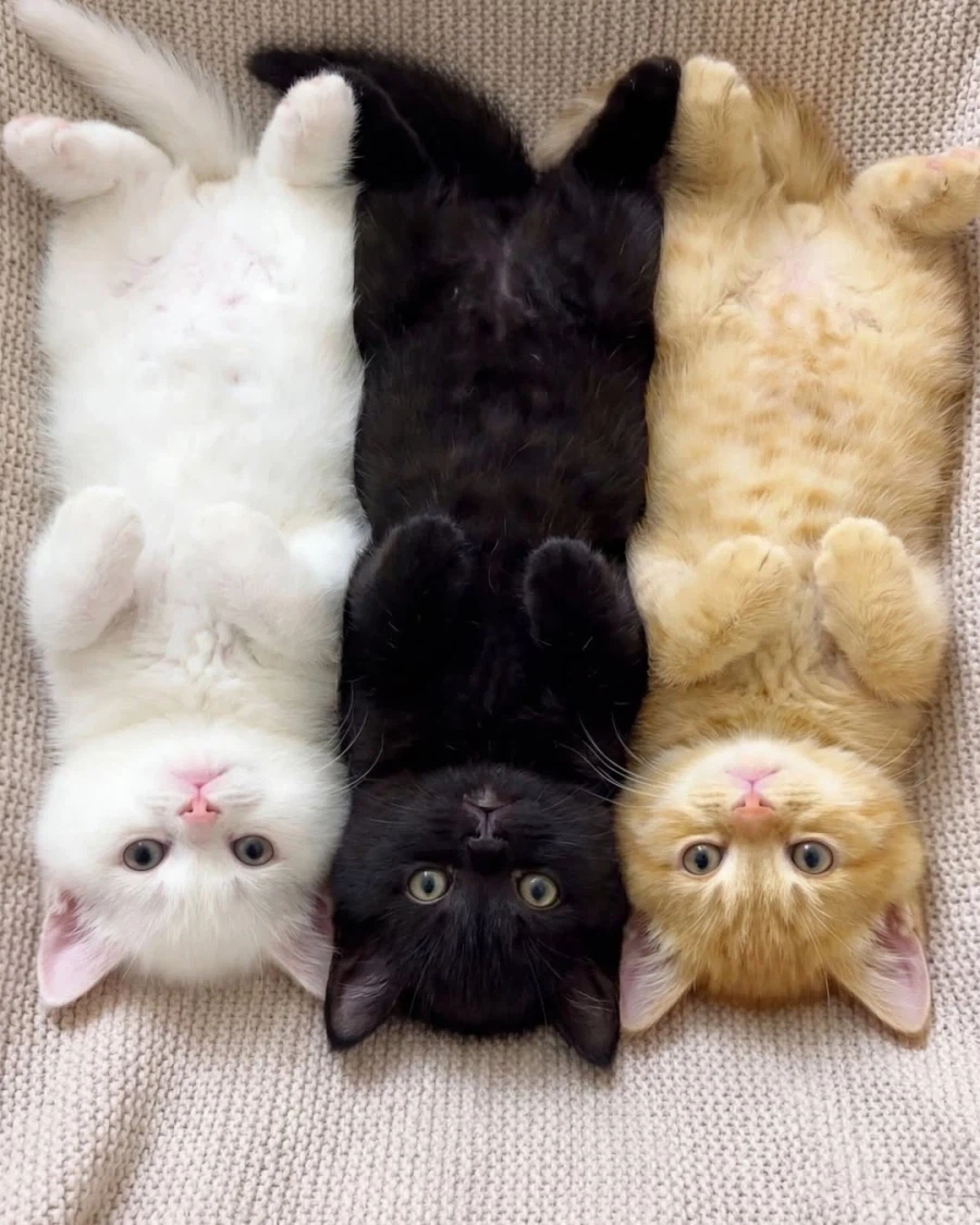 흰,검,노 냐옹이들.._1.webp