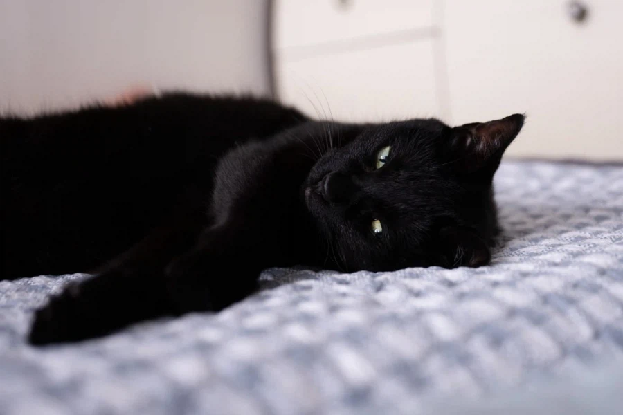 인기많은 검은 고양이_2.webp