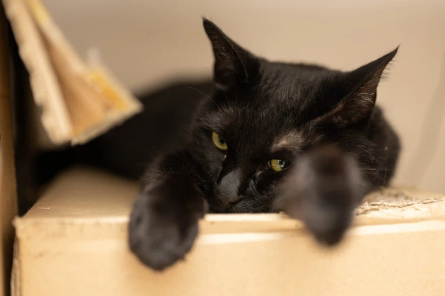 인기많은 검은 고양이_3.webp