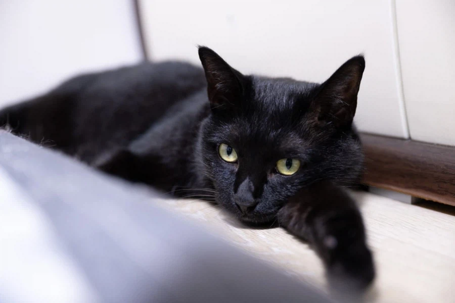 인기많은 검은 고양이_5.webp