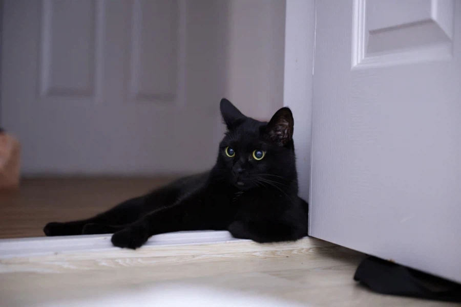 인기많은 검은 고양이_6.webp