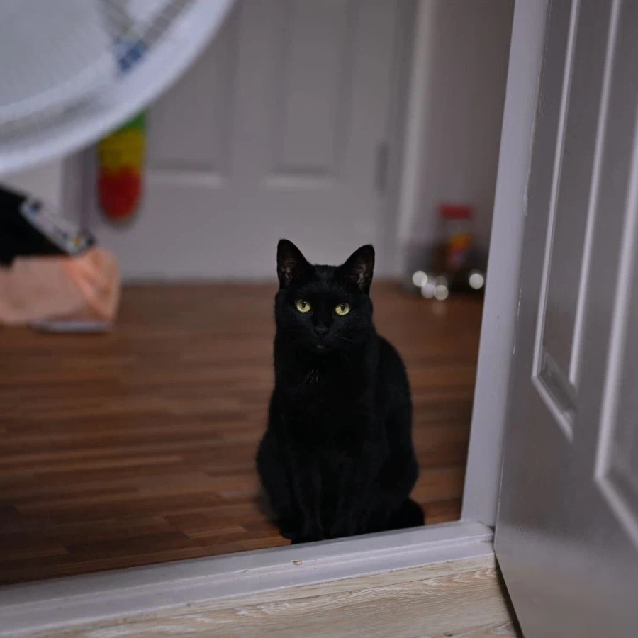 인기많은 검은 고양이_7.webp