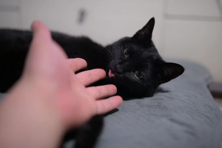 인기많은 검은 고양이_8.webp