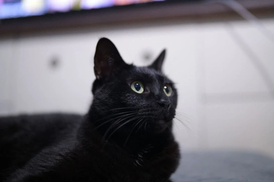 인기많은 검은 고양이_11.webp