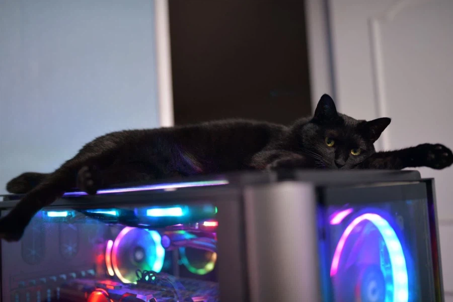 인기많은 검은 고양이_12.webp