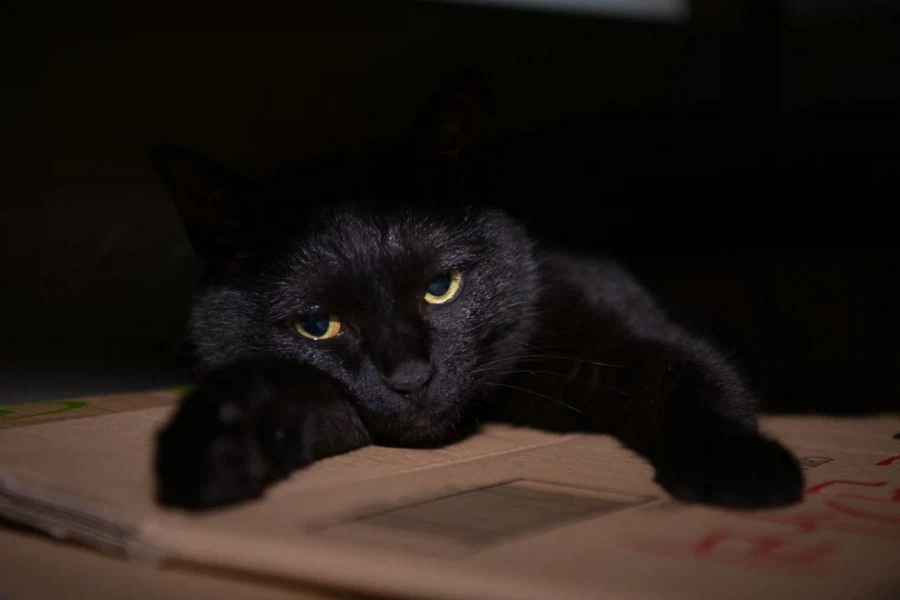 인기많은 검은 고양이_13.webp