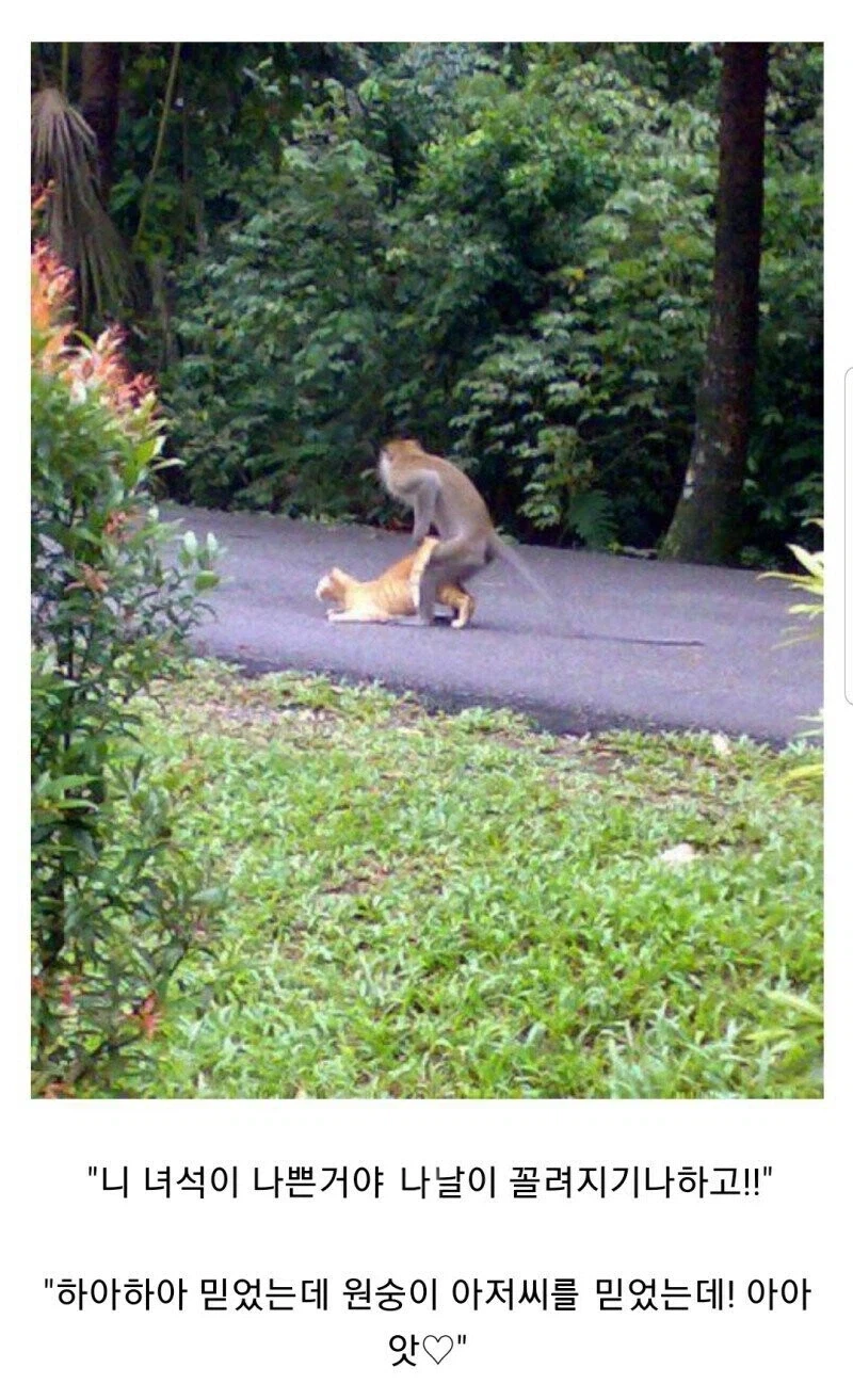 고양이공주는 완전히 멘탈이 나가버렸습니다._1.webp
