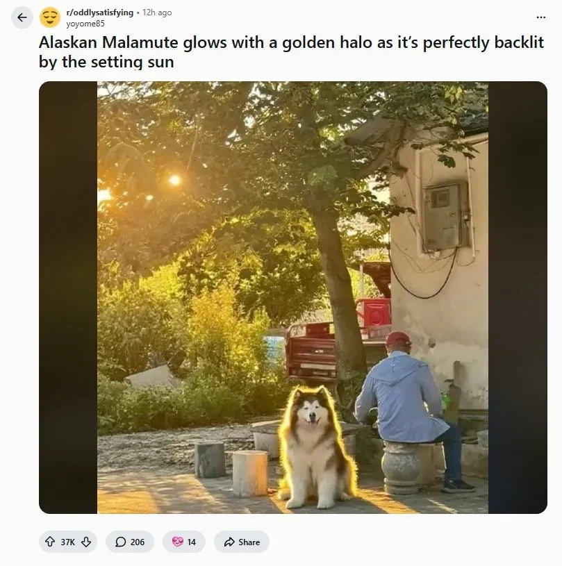 레딧서 핫한 사진 한장_1.webp