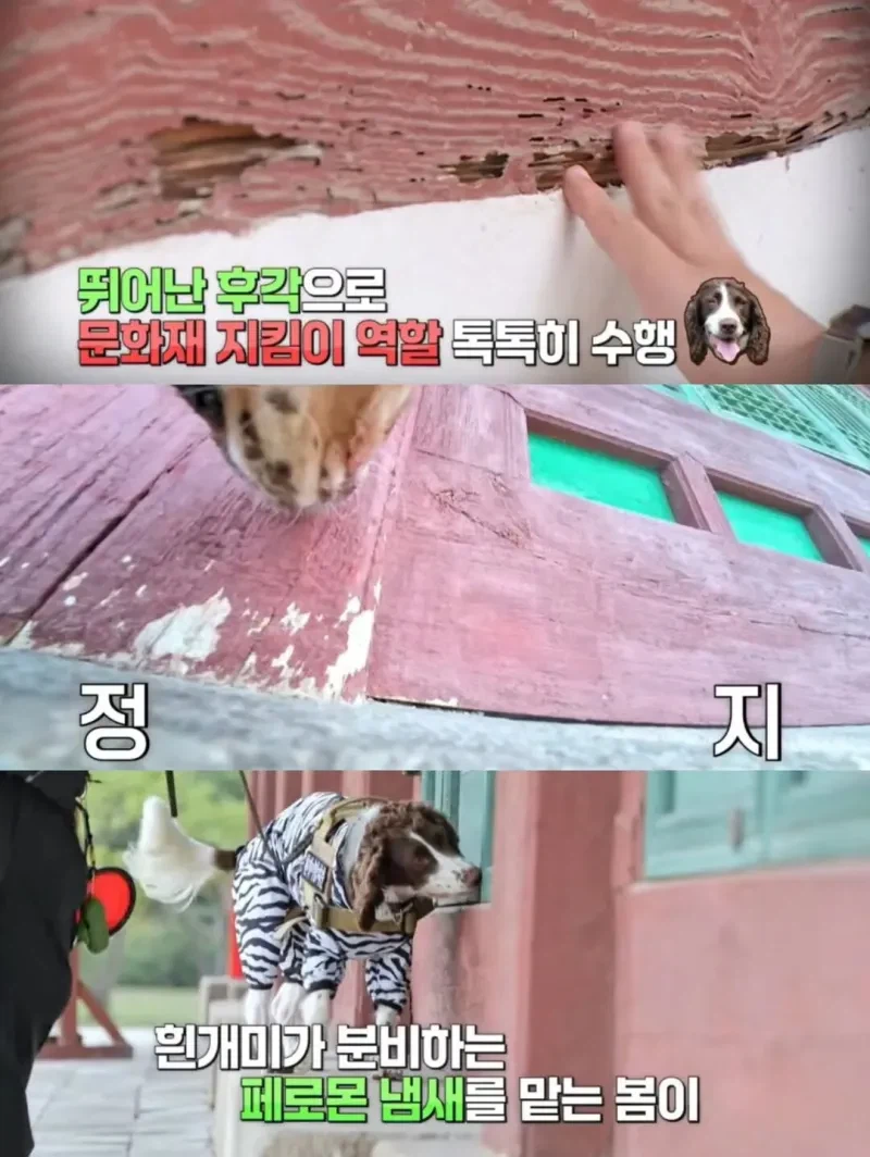 강아지 출입금지인 경복궁에 강아지 데려온 사람._5.webp