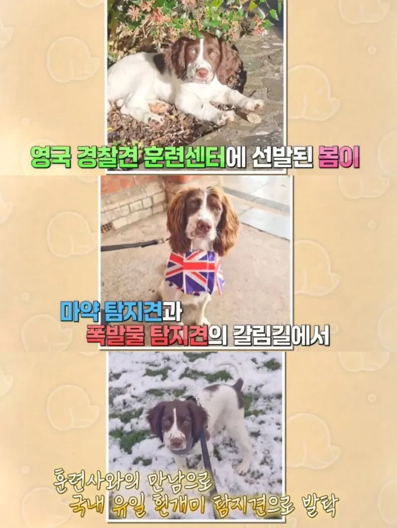 강아지 출입금지인 경복궁에 강아지 데려온 사람._10.webp