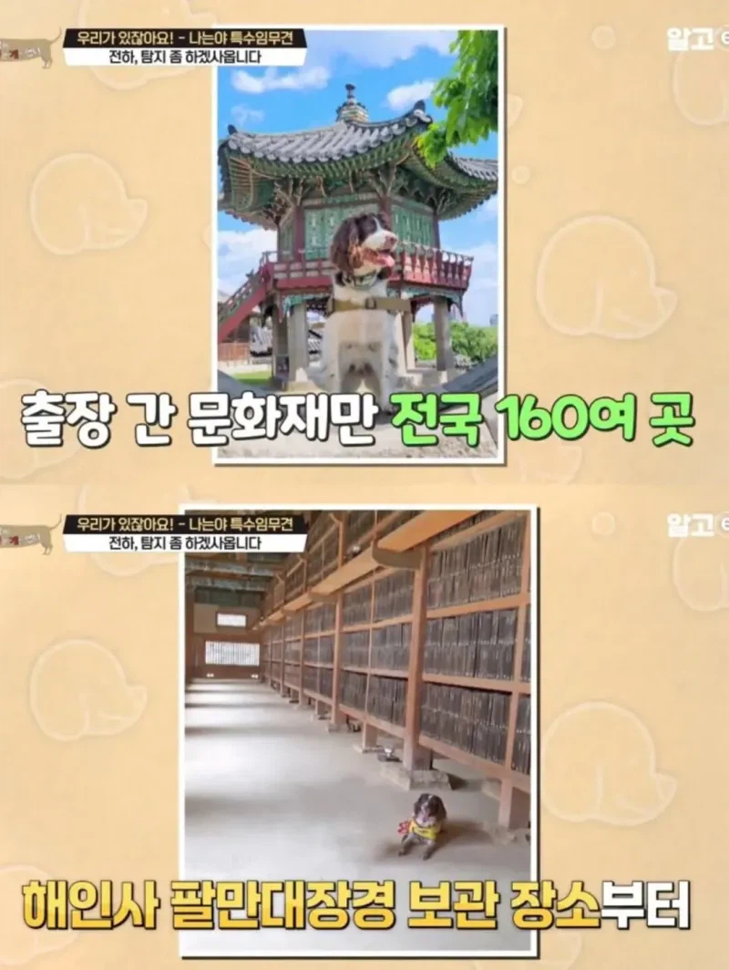 강아지 출입금지인 경복궁에 강아지 데려온 사람._12.webp