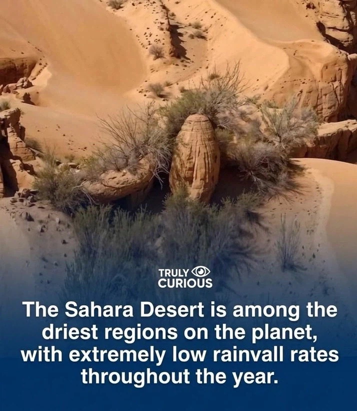 사하라 사막의 특징.jpg_1.webp