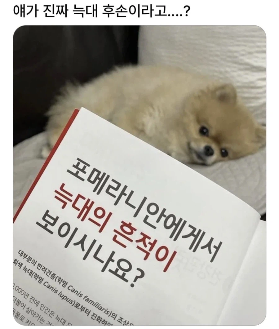 의외로 늑대의 후손_1.webp