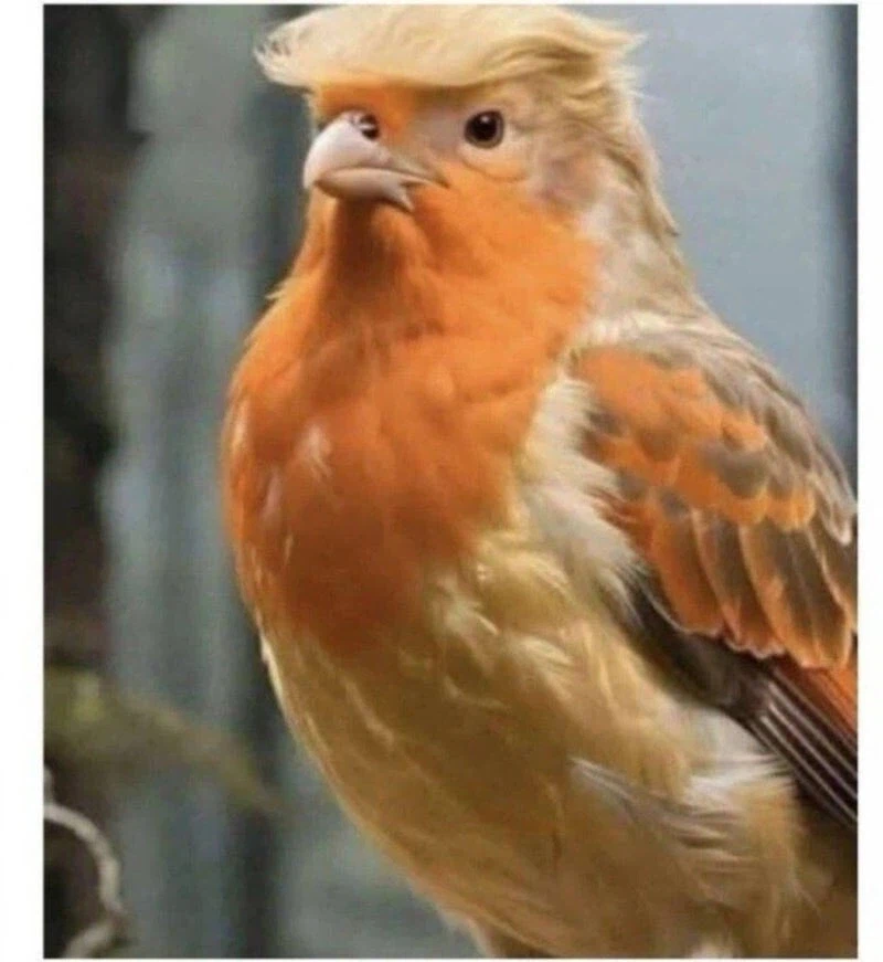 이새는 관새다_1.webp