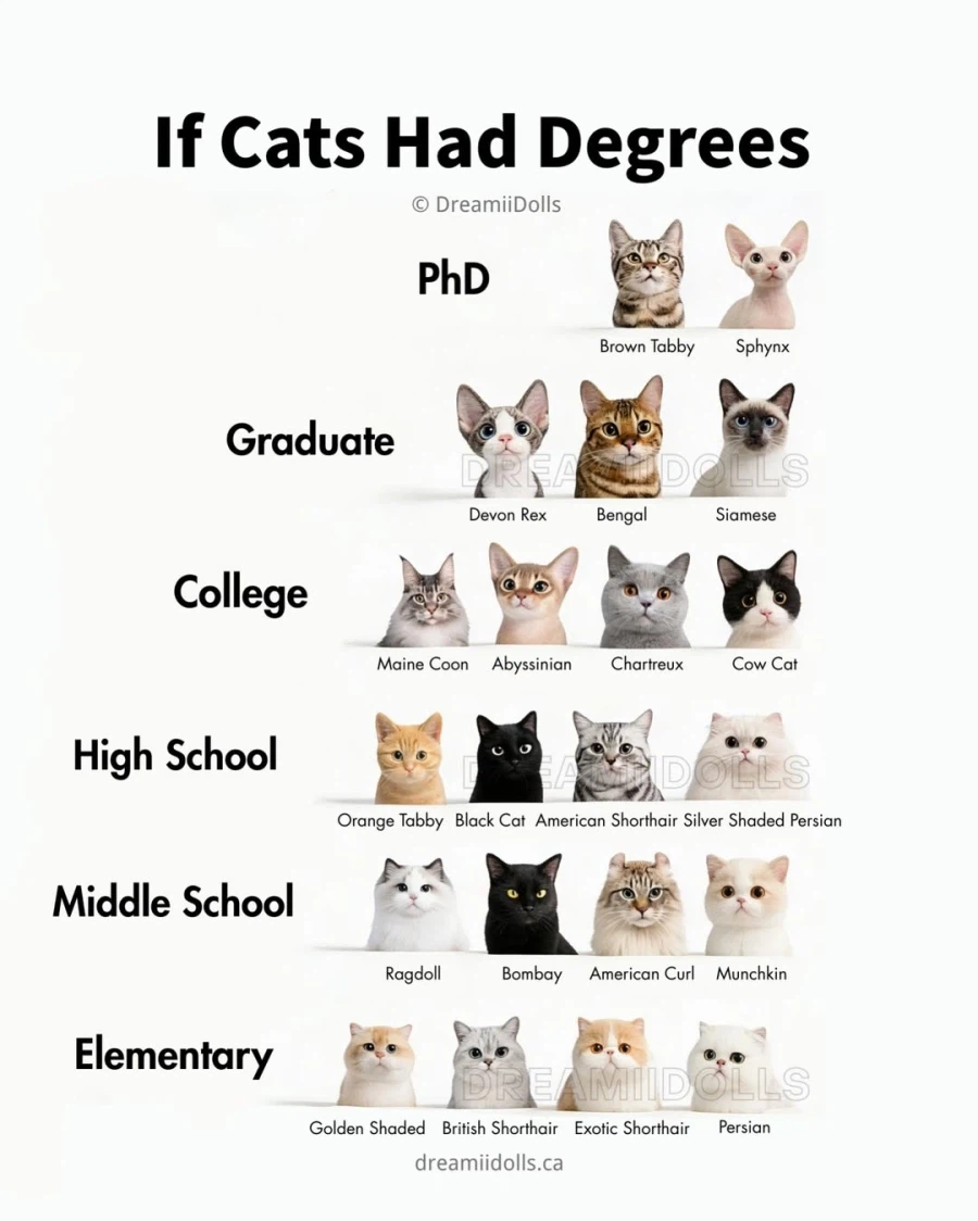 고양이별 똑똑함 정도..._1.webp