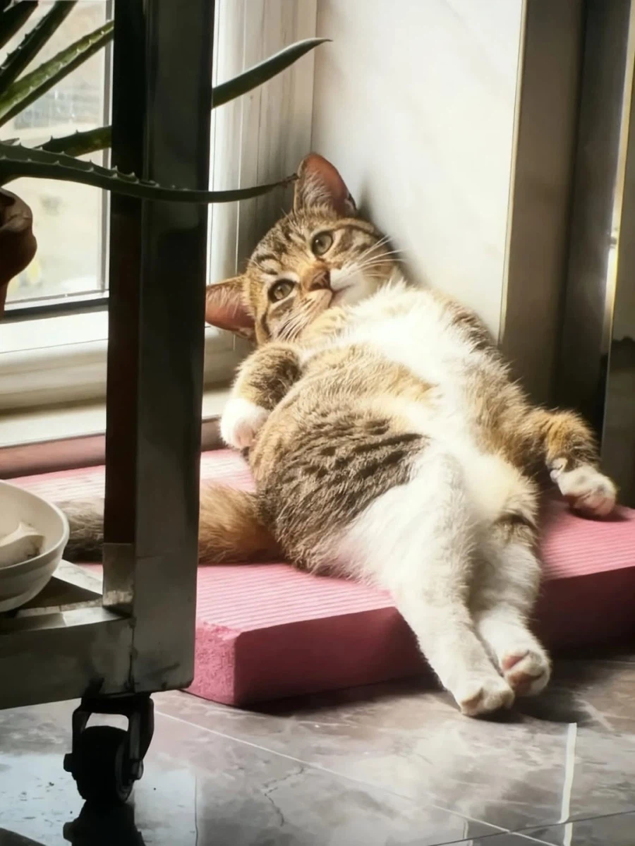 구석탱이의 고양이..._1.webp