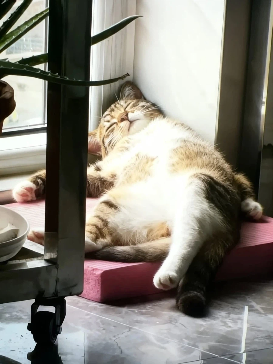 구석탱이의 고양이..._2.webp