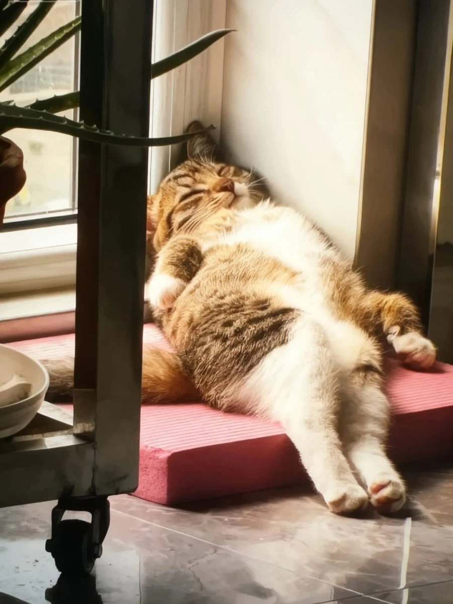 구석탱이의 고양이..._3.webp