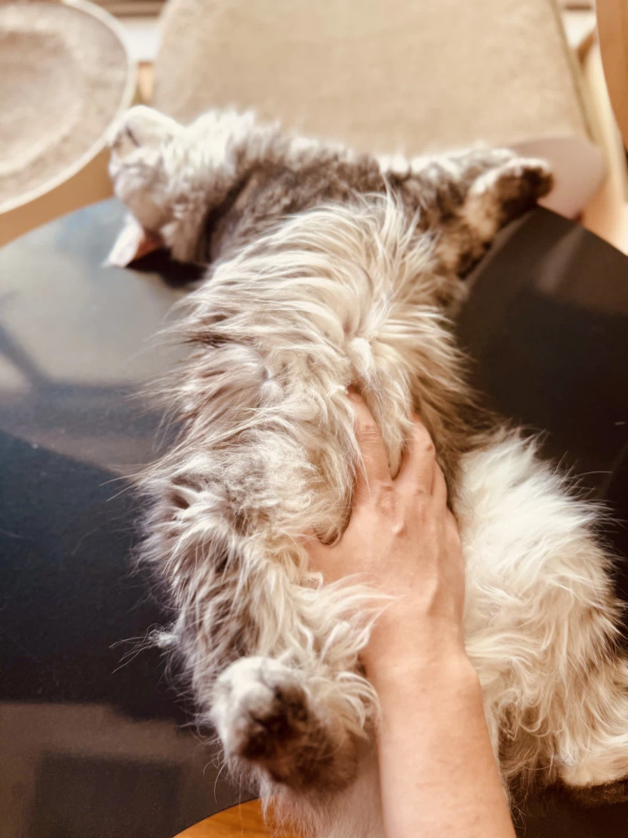 고양이 배만지는 법.jpg_4.webp