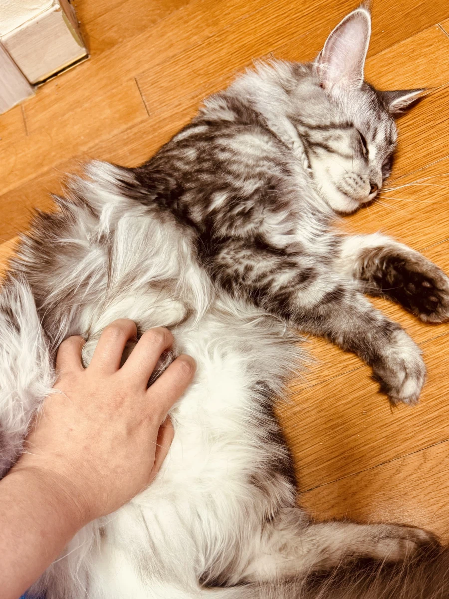 고양이 배만지는 법.jpg_1.webp