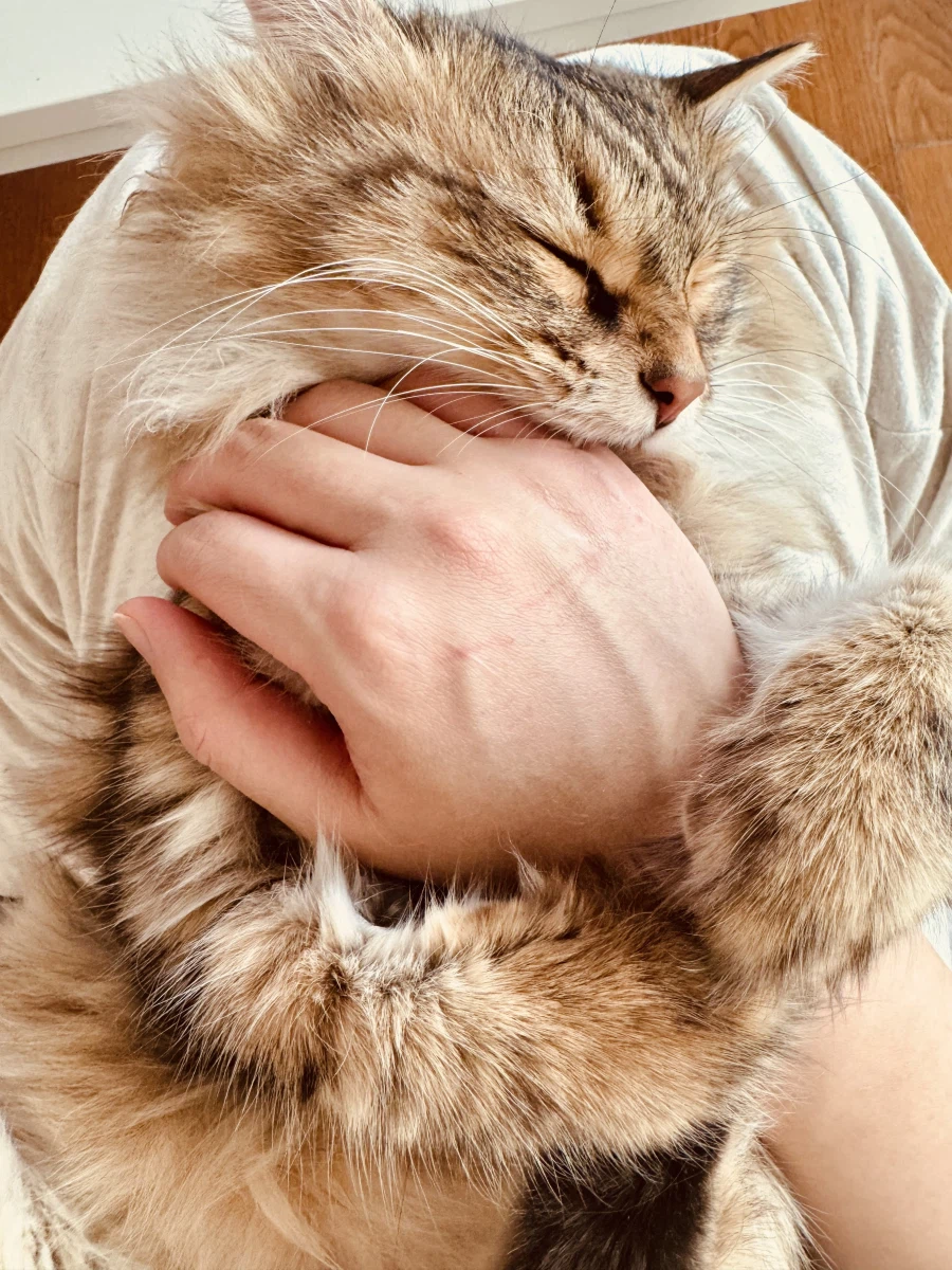 고양이 배만지는 법.jpg_5.webp