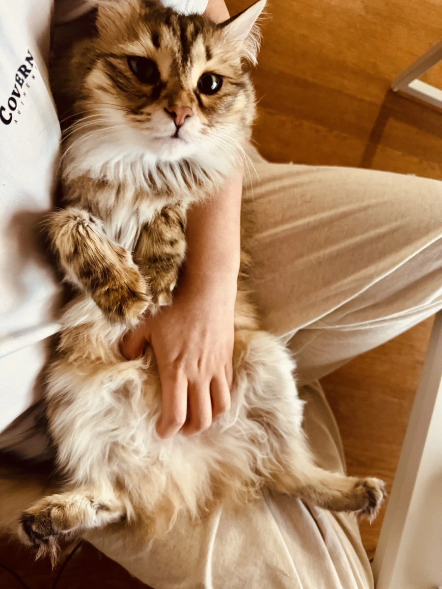 고양이 배만지는 법.jpg_2.webp