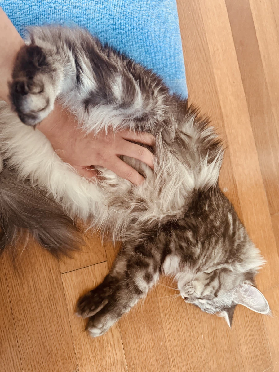 고양이 배만지는 법.jpg_3.webp