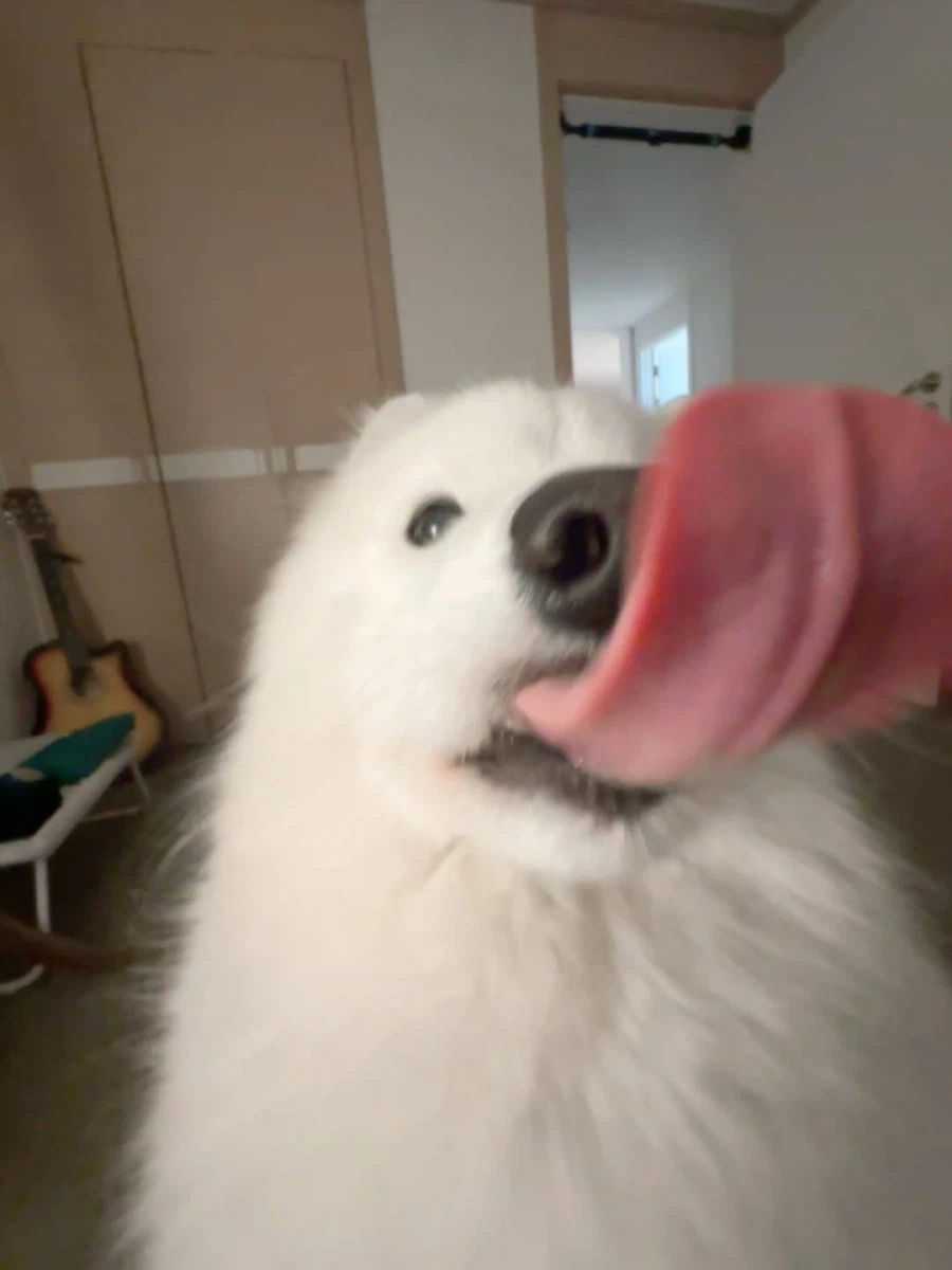 카메라 할짝~_1.webp