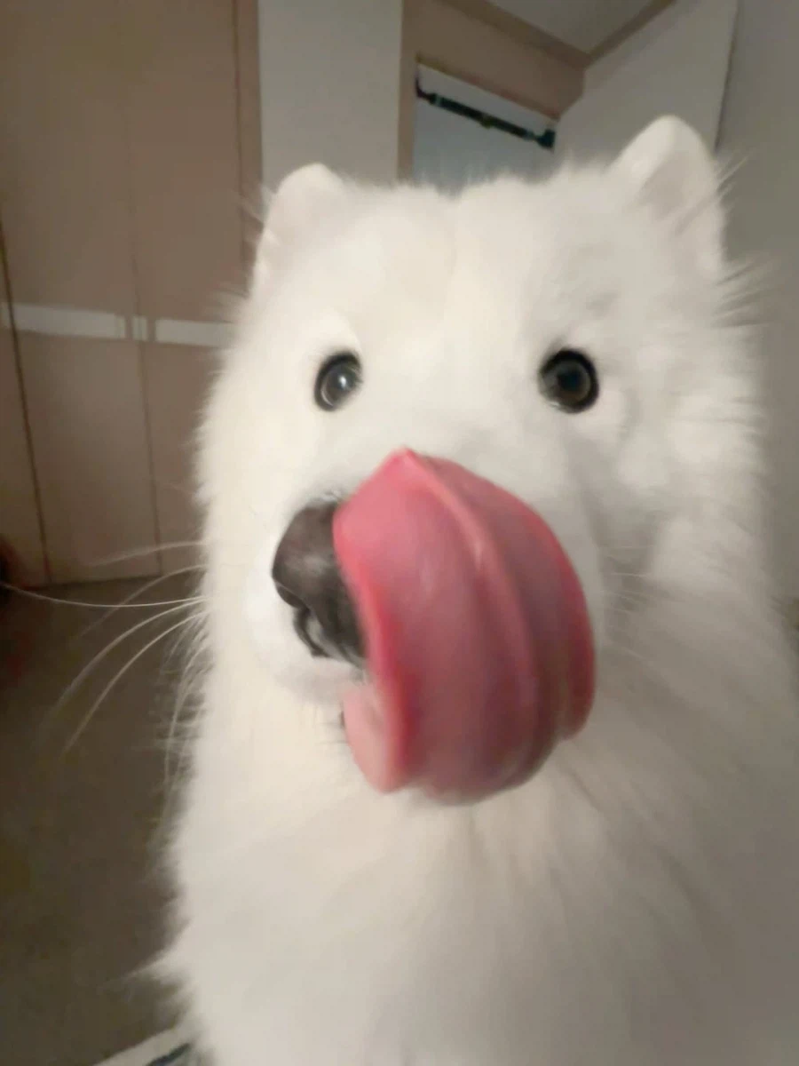 카메라 할짝~_6.webp