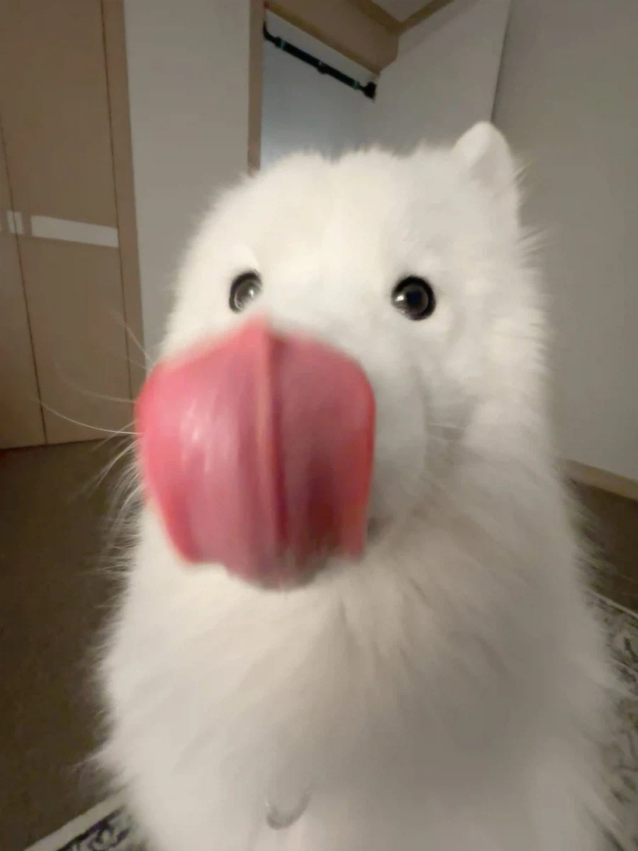 카메라 할짝~_8.webp