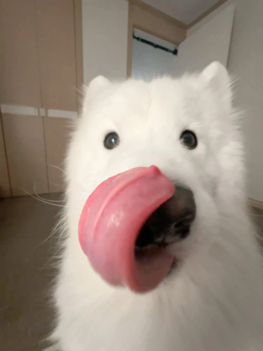 카메라 할짝~_9.webp