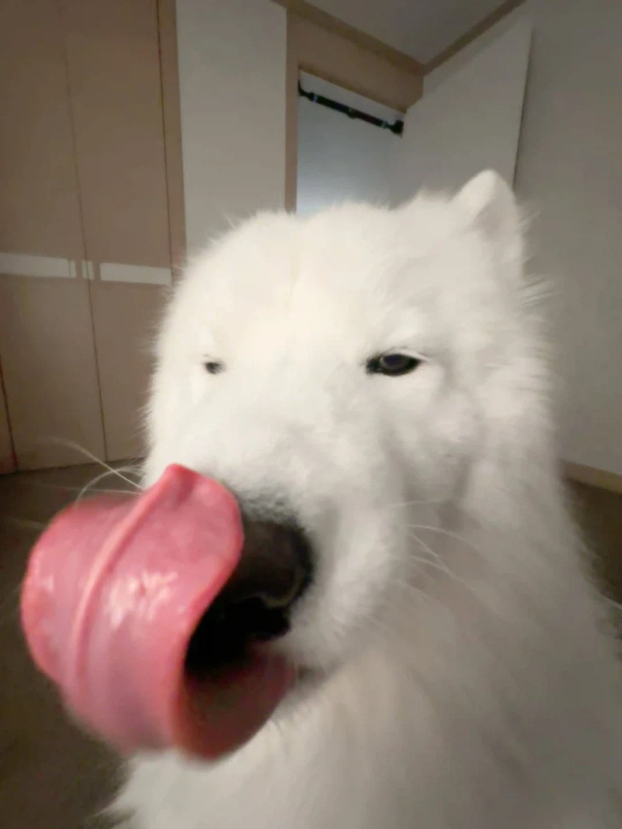 카메라 할짝~_11.webp