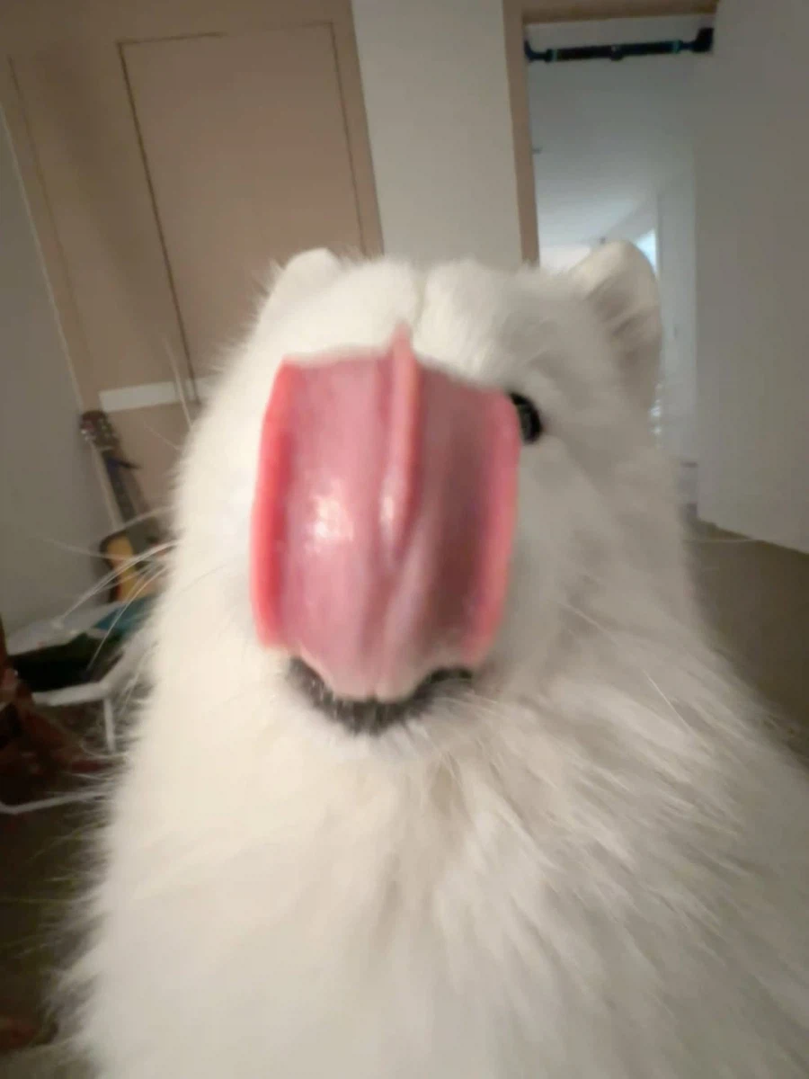 카메라 할짝~_16.webp