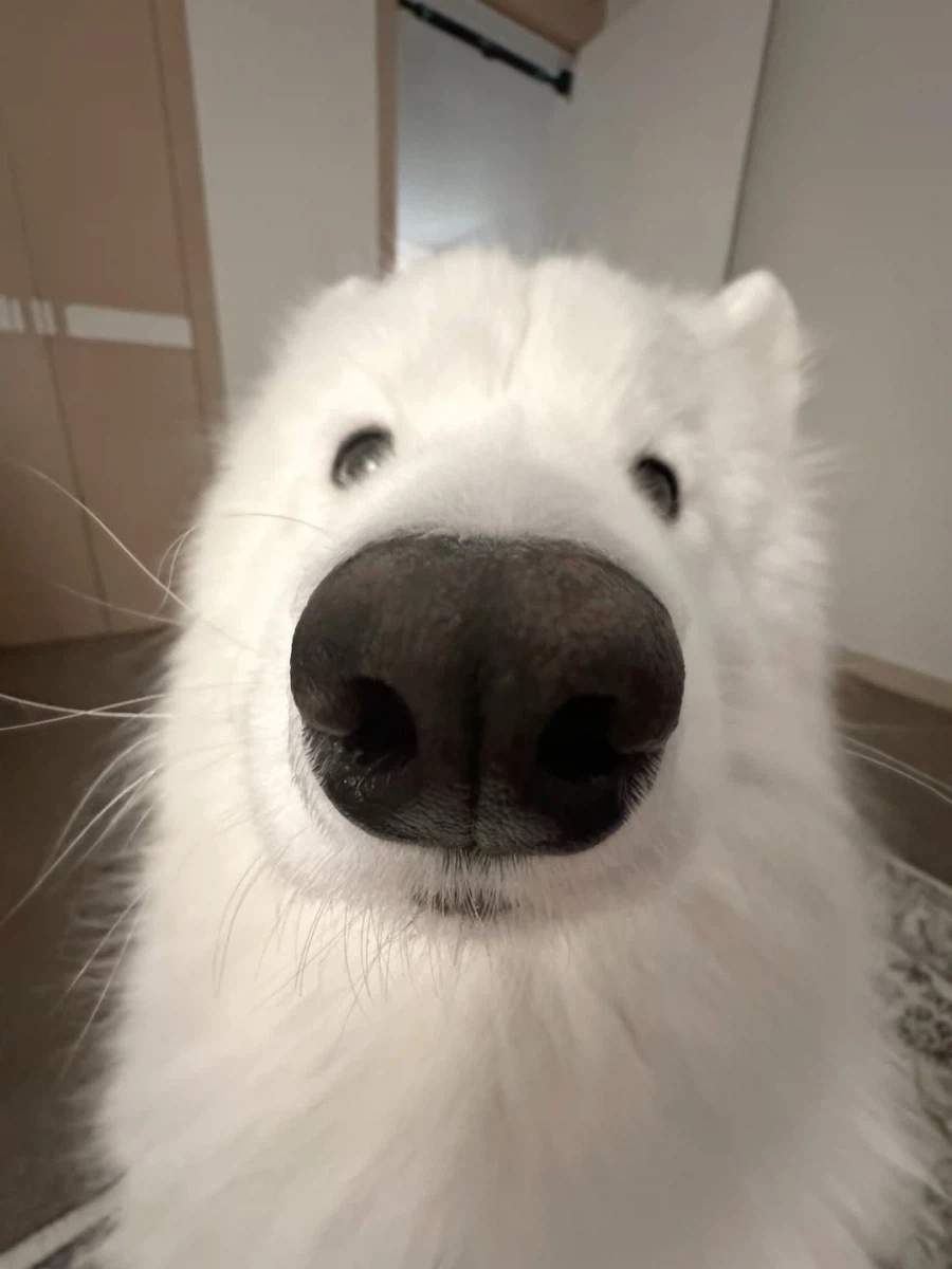 카메라 할짝~_20.webp