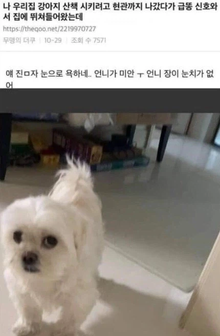 강아지 산책시키려다 급똥신호옴.jpg_1.webp