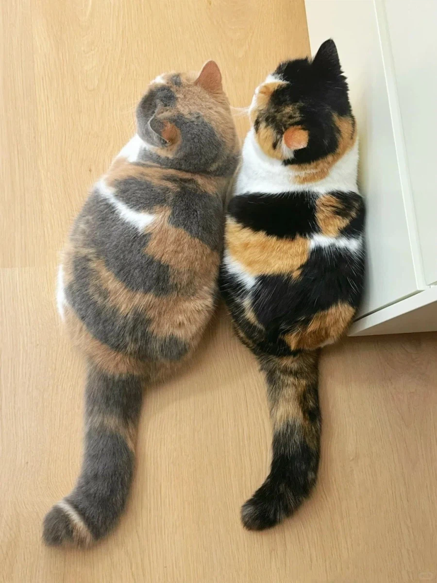 인쇄하는데 잉크가 부족했던 고양이_1.webp