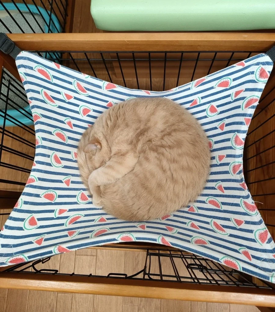 완벽한 냥모나이트_1.webp