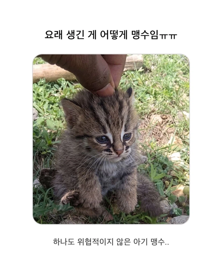 아기 맹수..._1.webp
