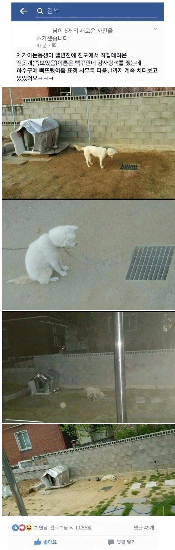 감자탕뼈 하수구에 떨어트린 강아지.jpg_1.webp