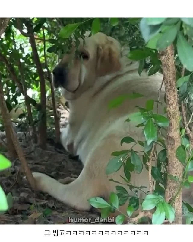 강아지에게 먹이를 주지마세요.jpg_3.webp