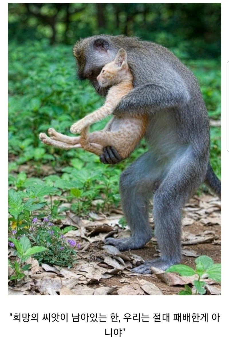 나의 원숭이 아저씨_1.webp