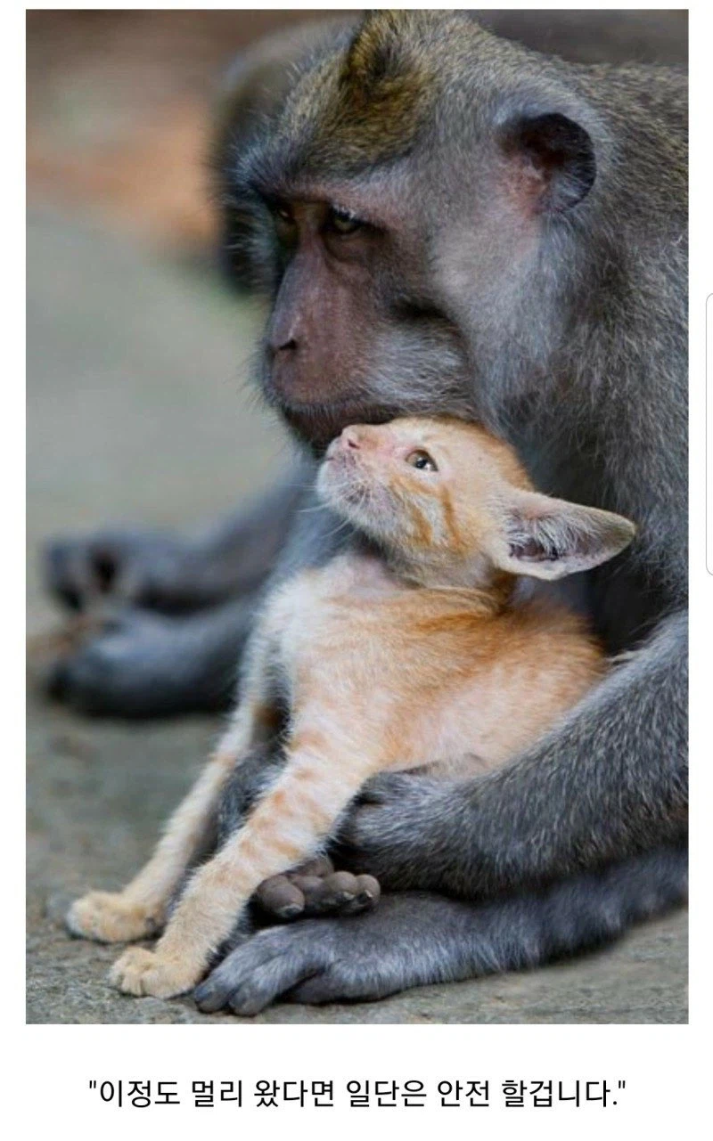 나의 원숭이 아저씨_2.webp