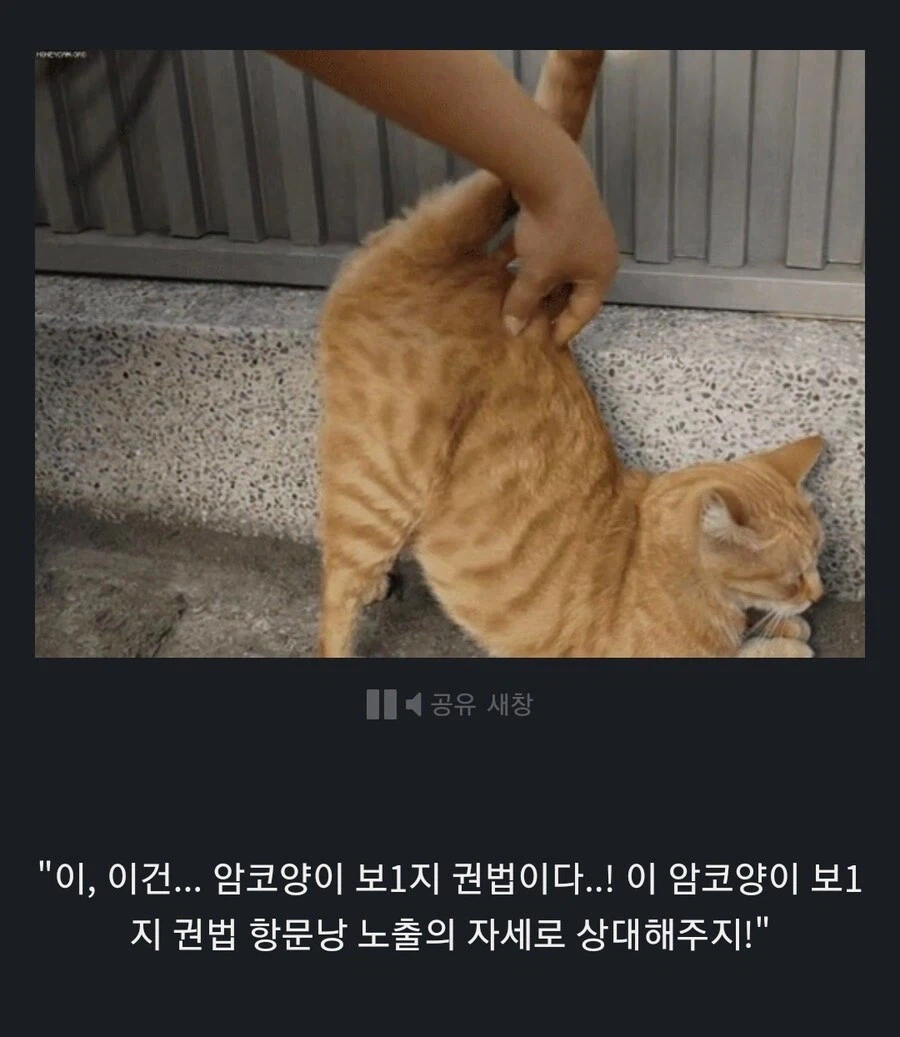 원숭이 아저씨는 완전히 멘탈이 나가버렸습니다._1.webp